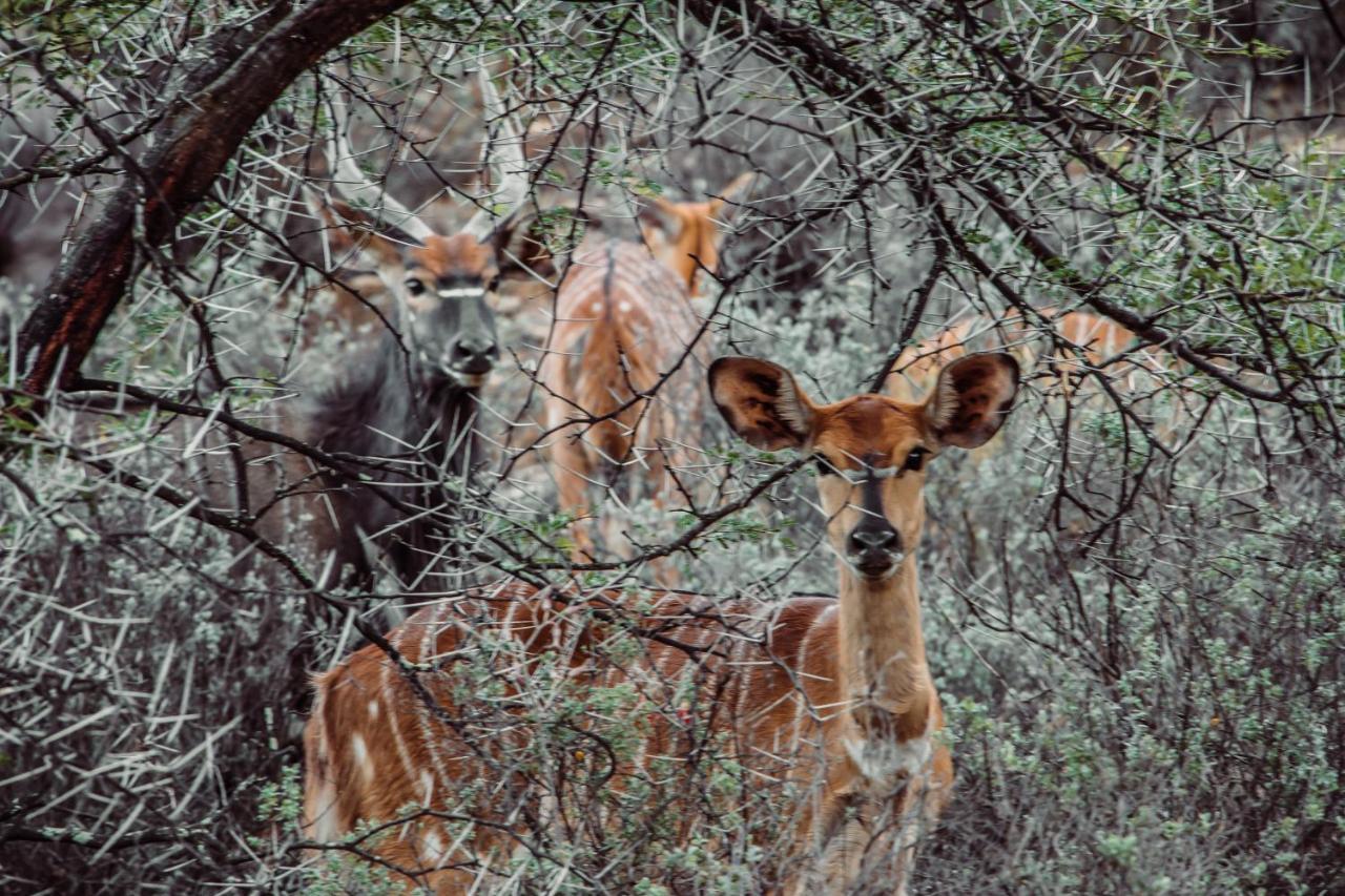 Wildehondekloof Game Lodge Matjiesrivier  Ngoại thất bức ảnh