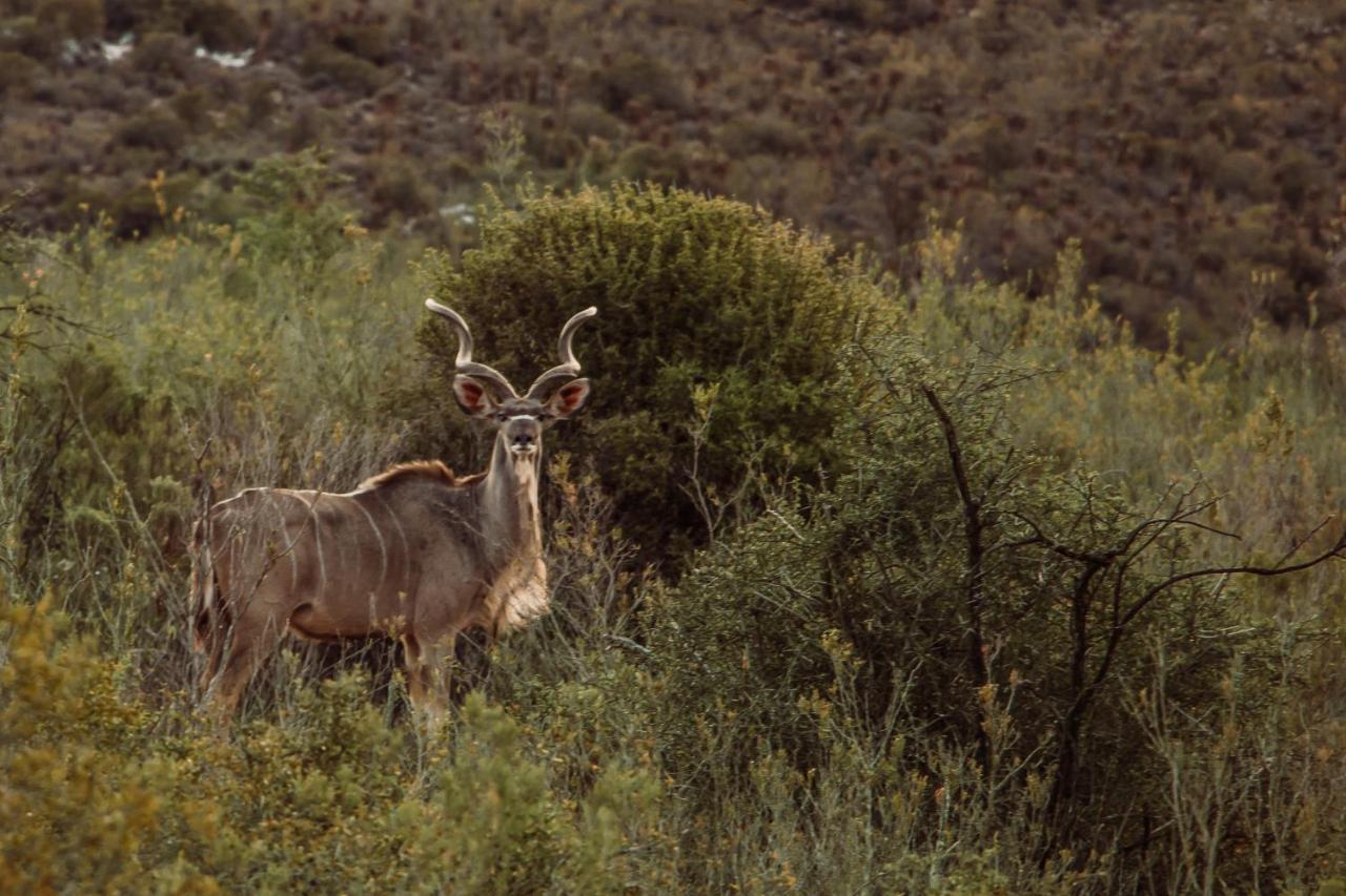 Wildehondekloof Game Lodge Matjiesrivier  Ngoại thất bức ảnh