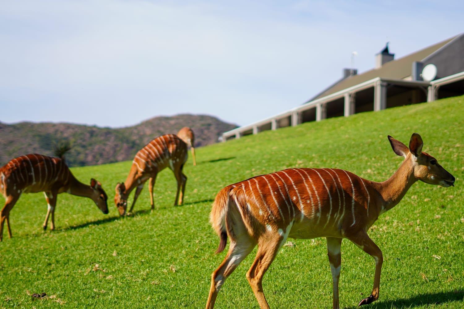 Wildehondekloof Game Lodge Matjiesrivier  Ngoại thất bức ảnh