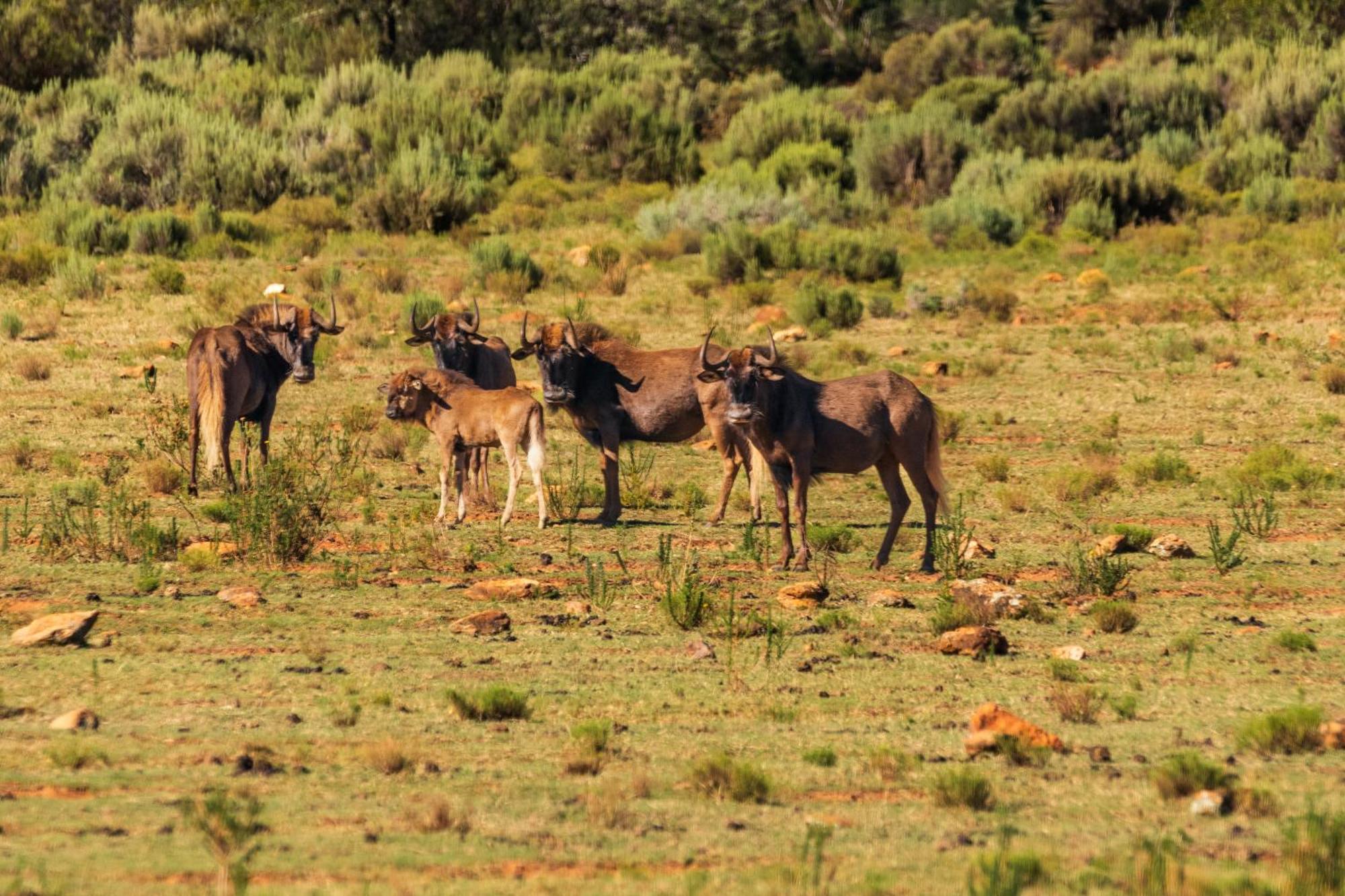 Wildehondekloof Game Lodge Matjiesrivier  Ngoại thất bức ảnh