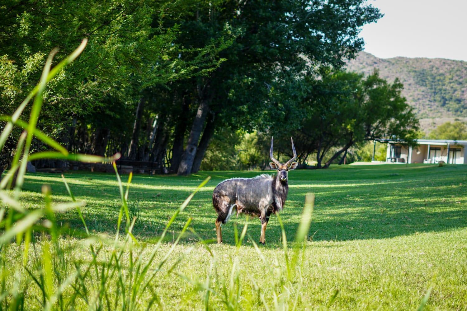 Wildehondekloof Game Lodge Matjiesrivier  Ngoại thất bức ảnh