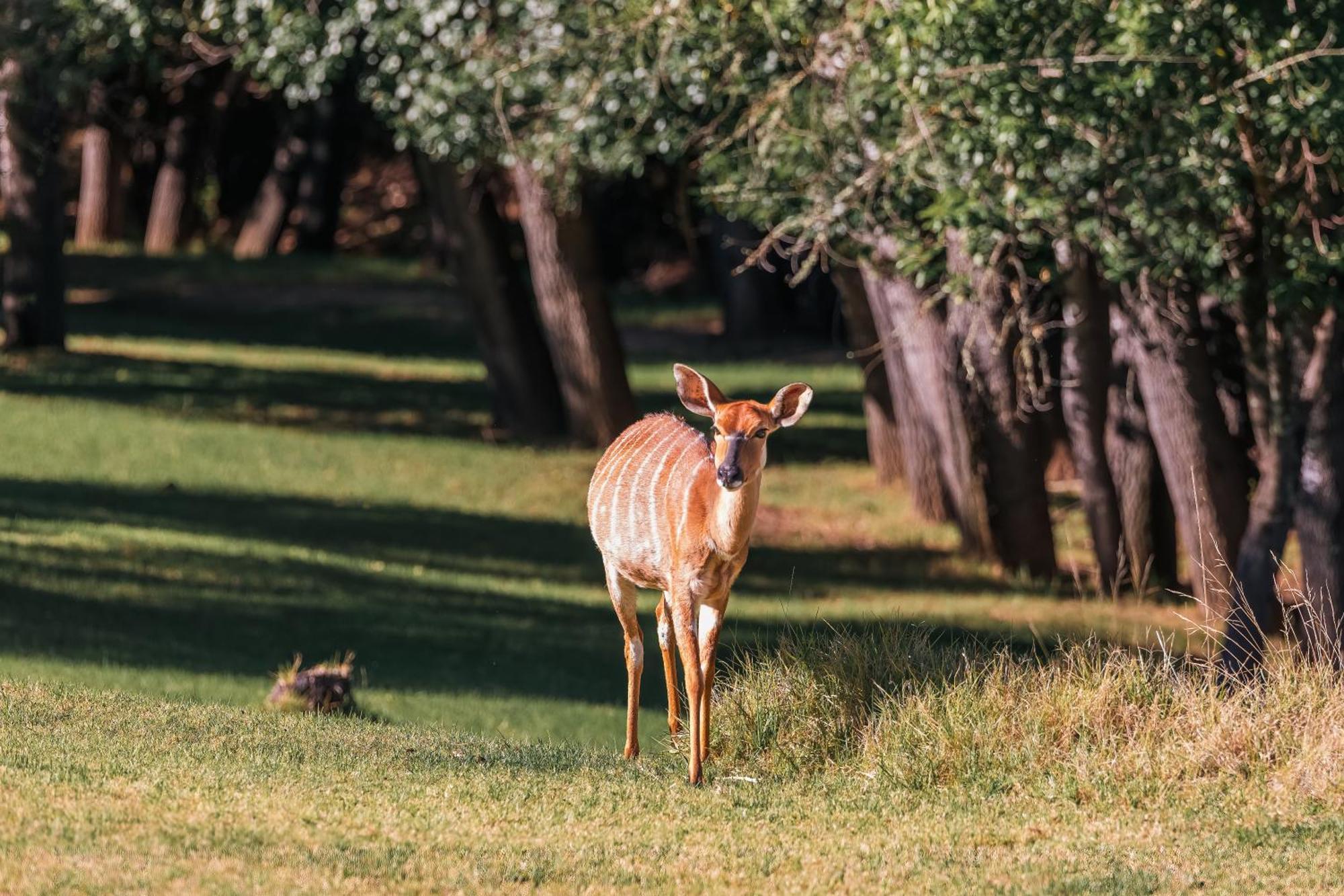 Wildehondekloof Game Lodge Matjiesrivier  Ngoại thất bức ảnh