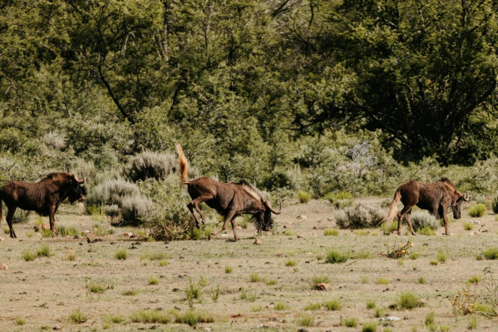 Wildehondekloof Game Lodge Matjiesrivier  Ngoại thất bức ảnh