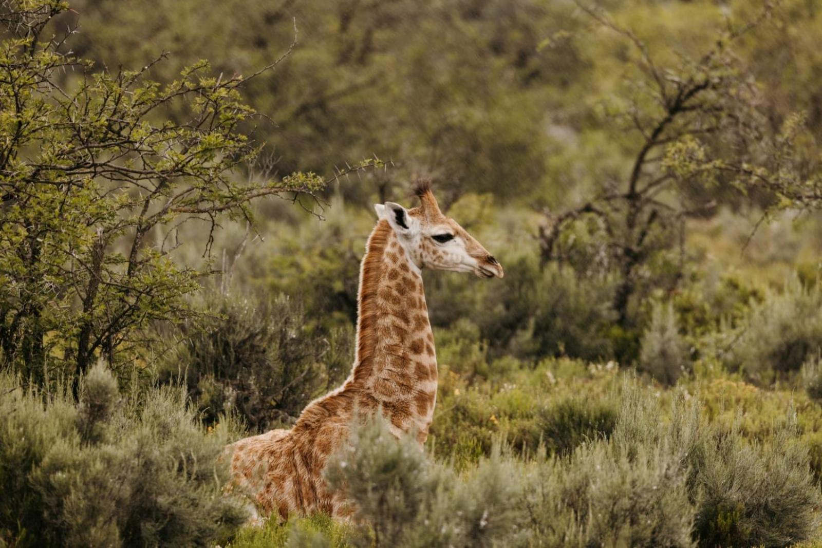 Wildehondekloof Game Lodge Matjiesrivier  Ngoại thất bức ảnh