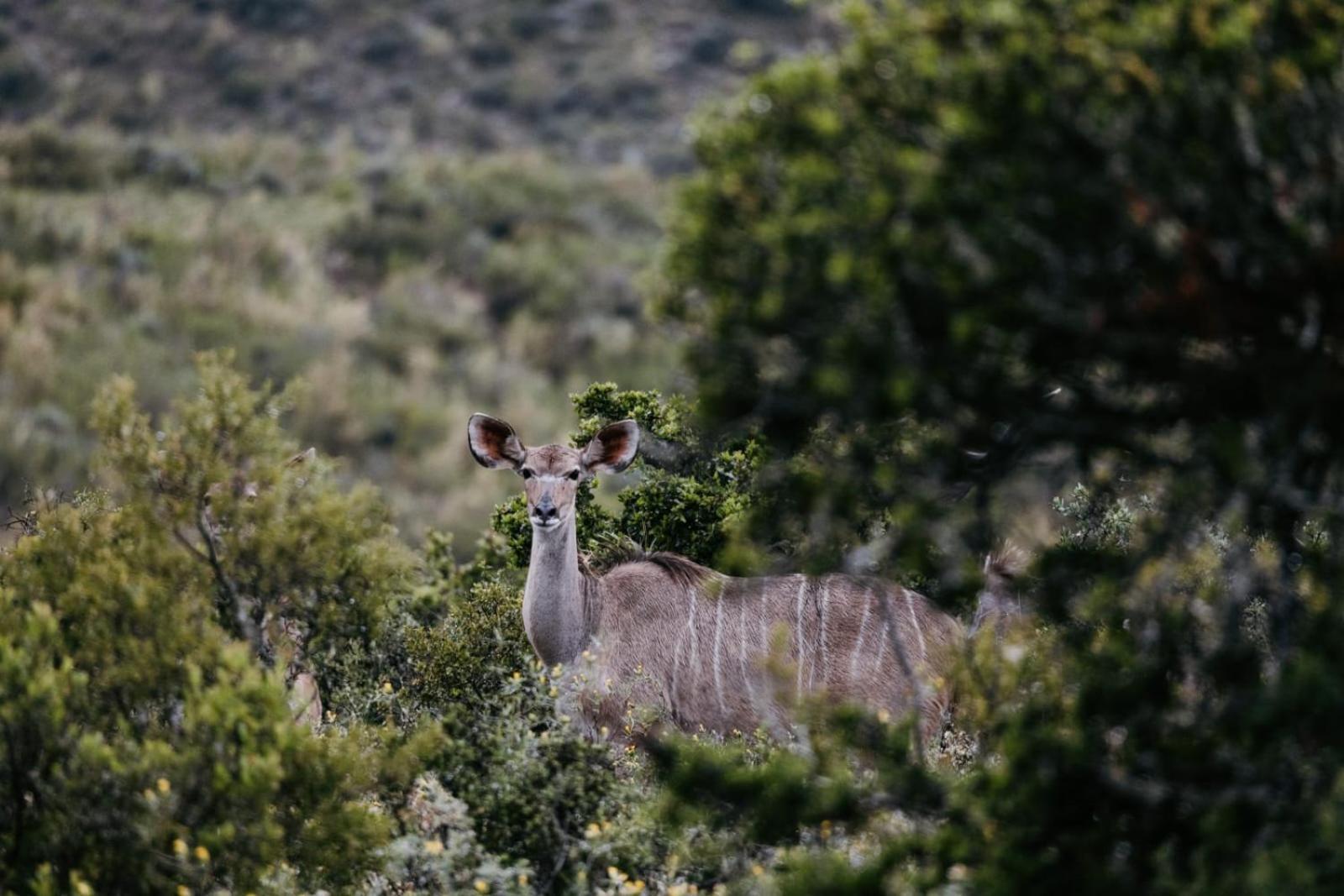 Wildehondekloof Game Lodge Matjiesrivier  Ngoại thất bức ảnh