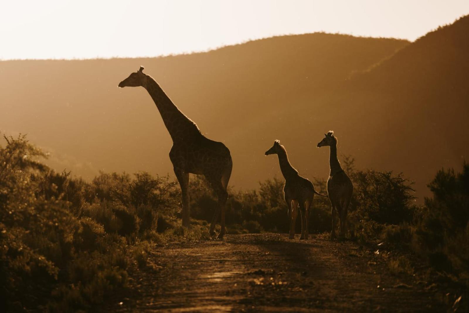 Wildehondekloof Game Lodge Matjiesrivier  Ngoại thất bức ảnh