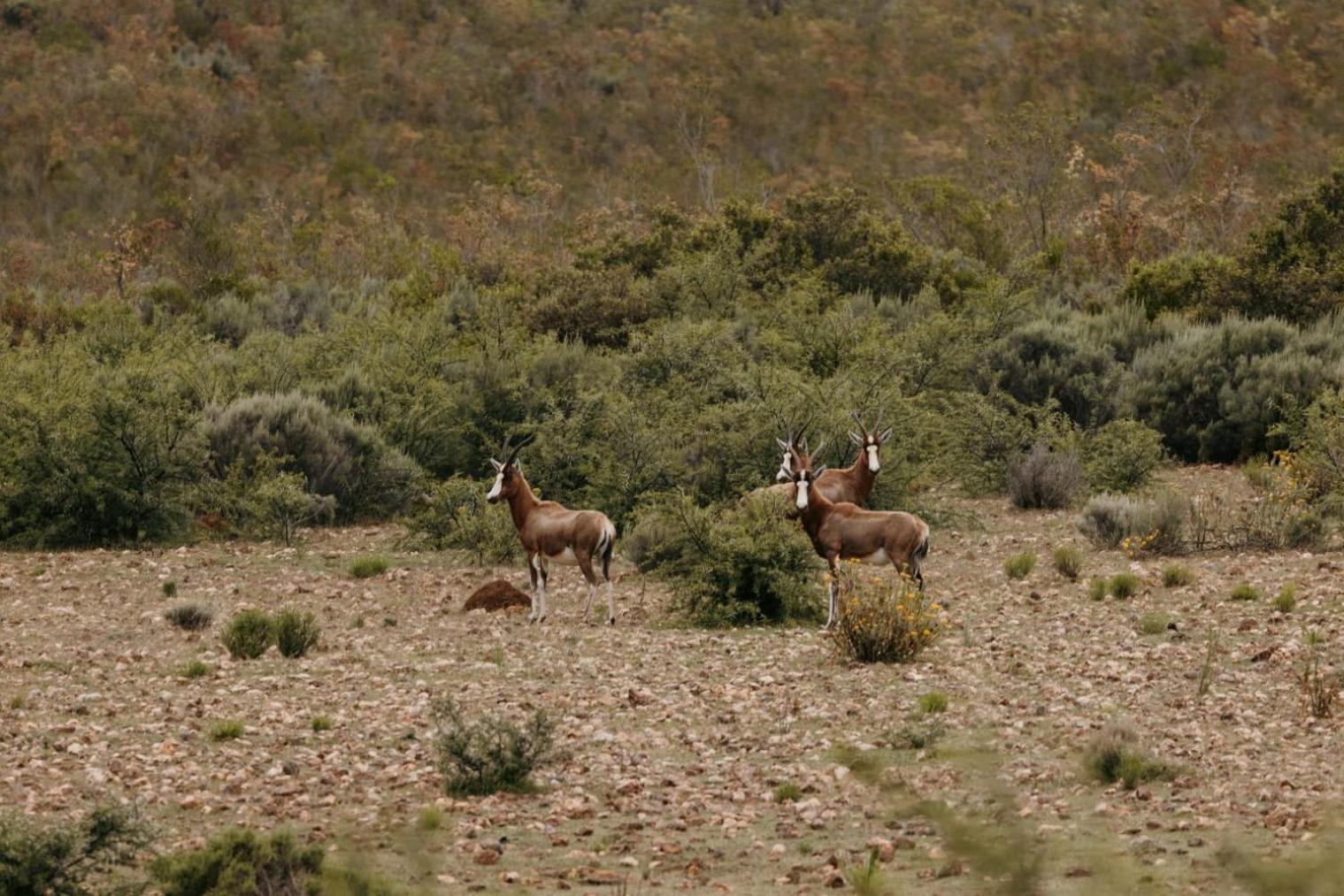 Wildehondekloof Game Lodge Matjiesrivier  Ngoại thất bức ảnh