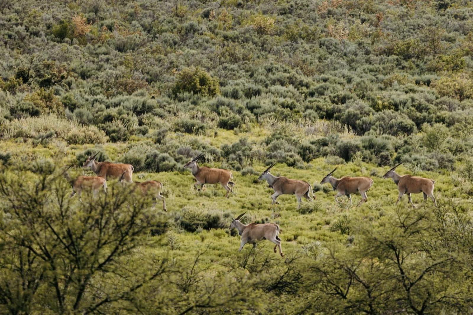 Wildehondekloof Game Lodge Matjiesrivier  Ngoại thất bức ảnh