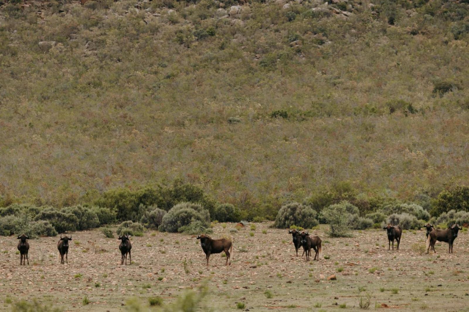 Wildehondekloof Game Lodge Matjiesrivier  Ngoại thất bức ảnh
