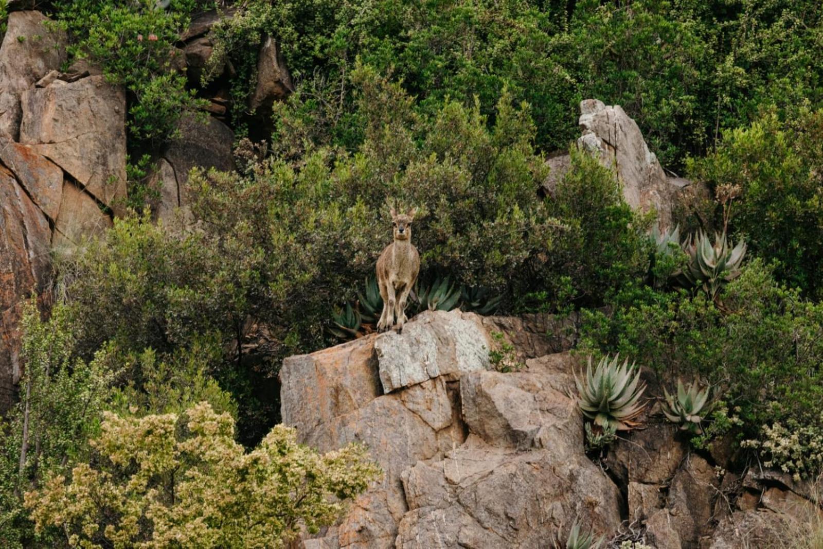 Wildehondekloof Game Lodge Matjiesrivier  Ngoại thất bức ảnh