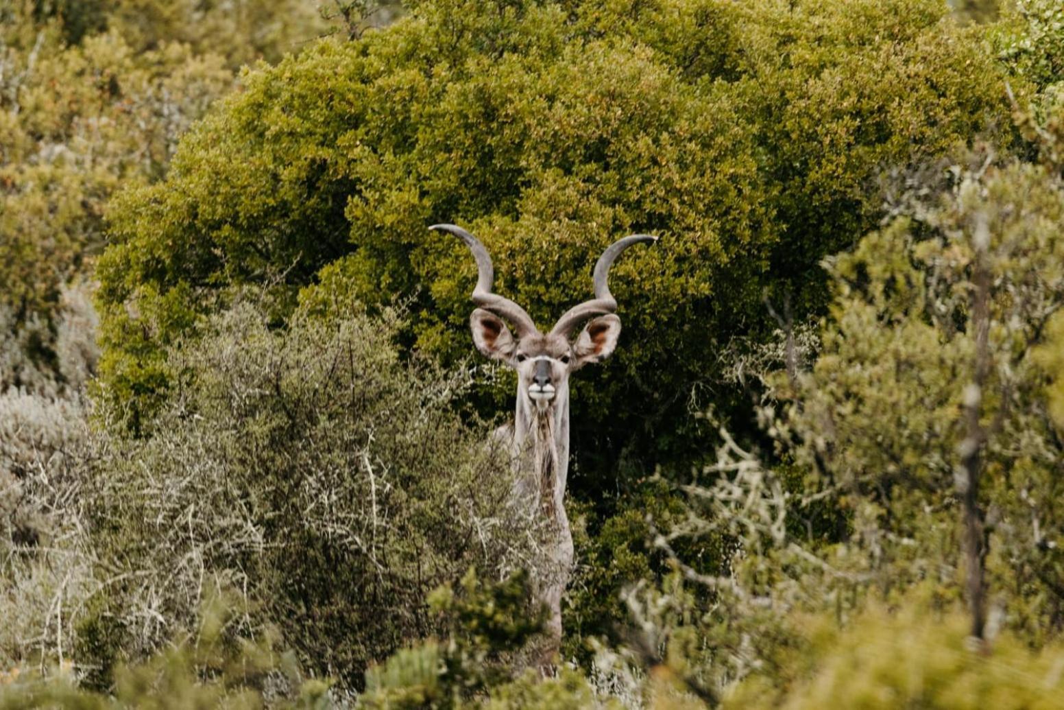 Wildehondekloof Game Lodge Matjiesrivier  Ngoại thất bức ảnh