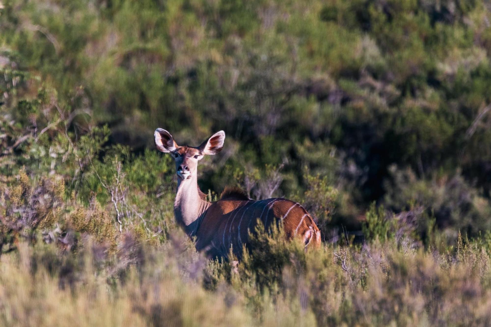 Wildehondekloof Game Lodge Matjiesrivier  Ngoại thất bức ảnh