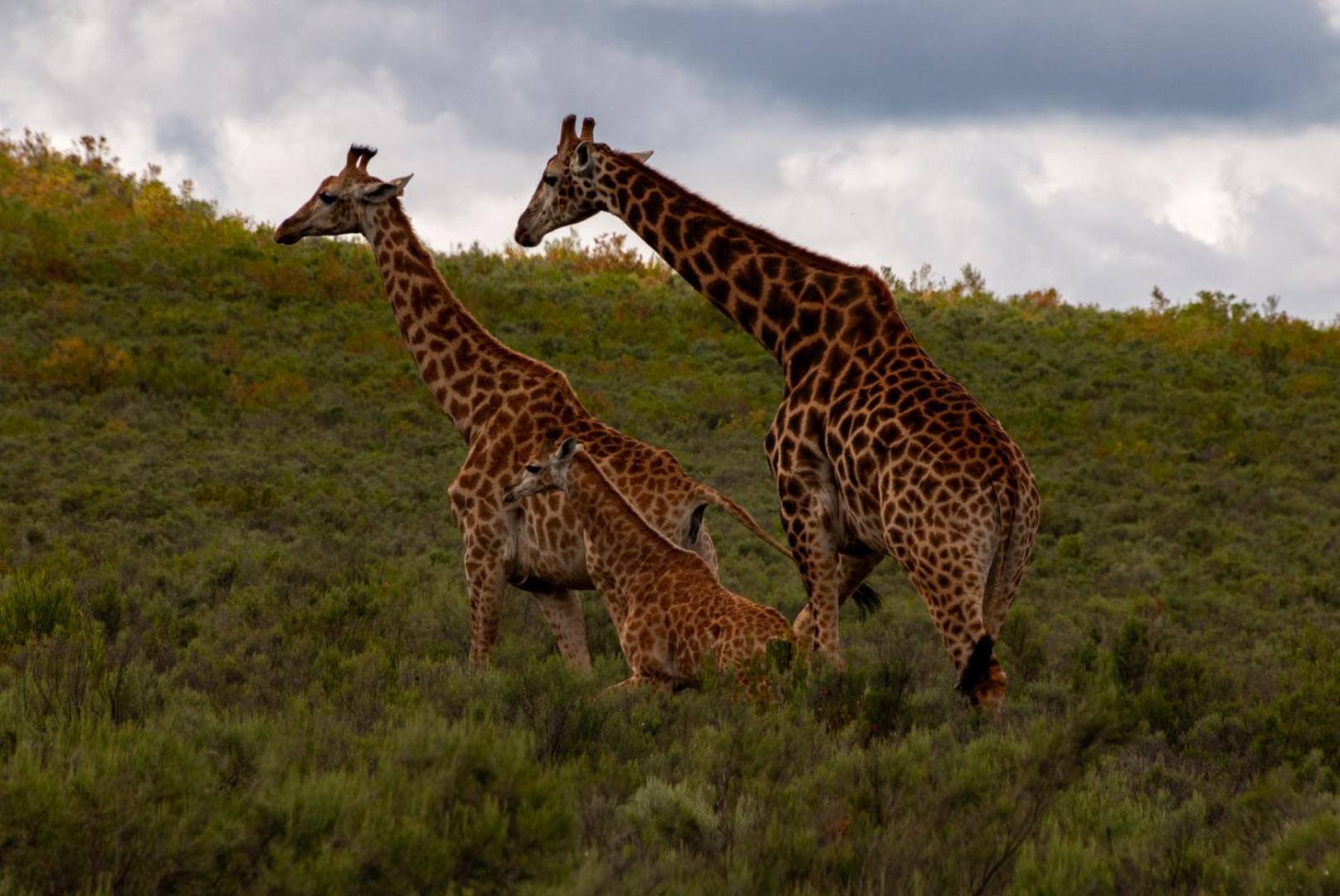 Wildehondekloof Game Lodge Matjiesrivier  Ngoại thất bức ảnh