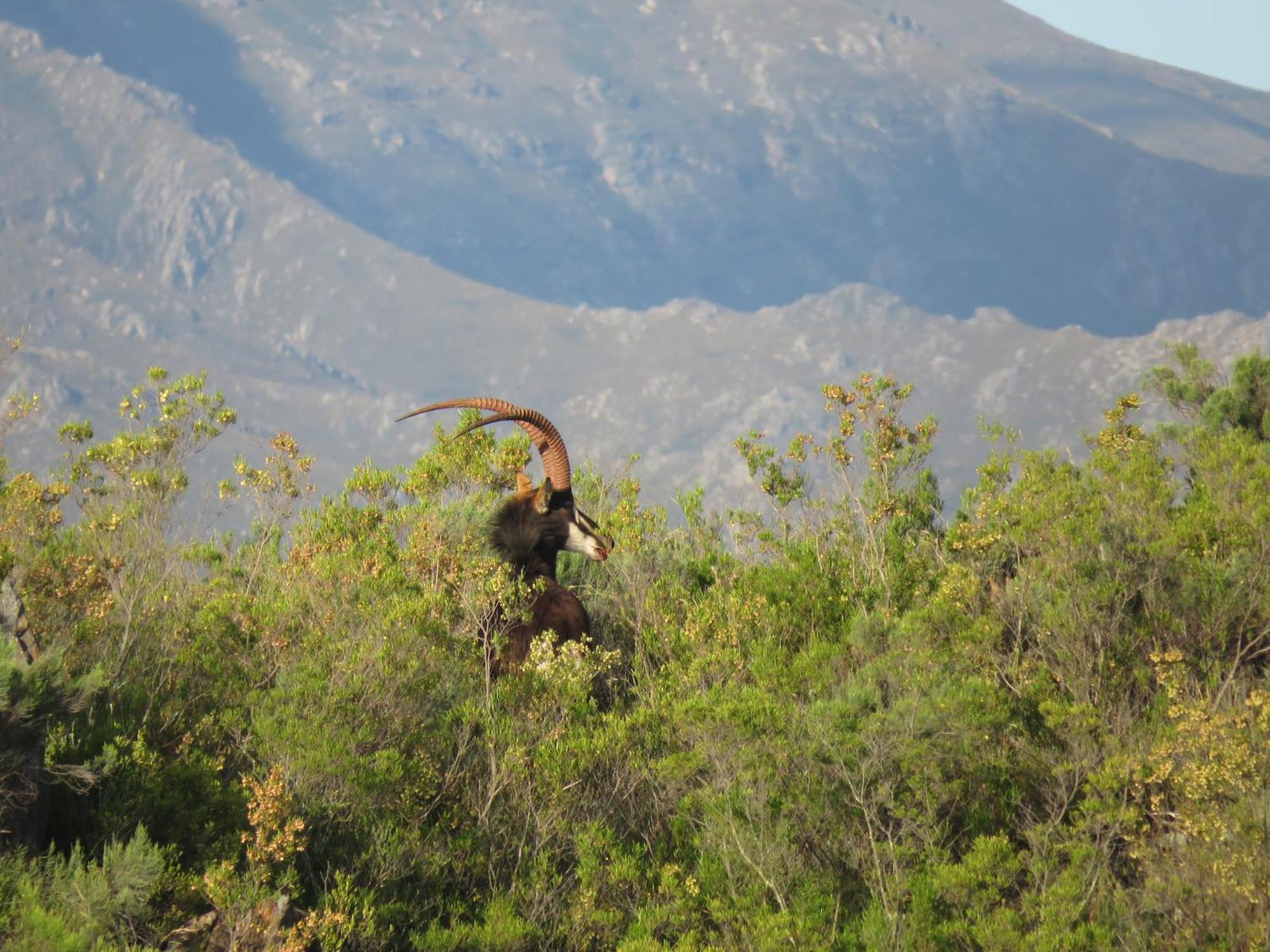 Wildehondekloof Game Lodge Matjiesrivier  Ngoại thất bức ảnh