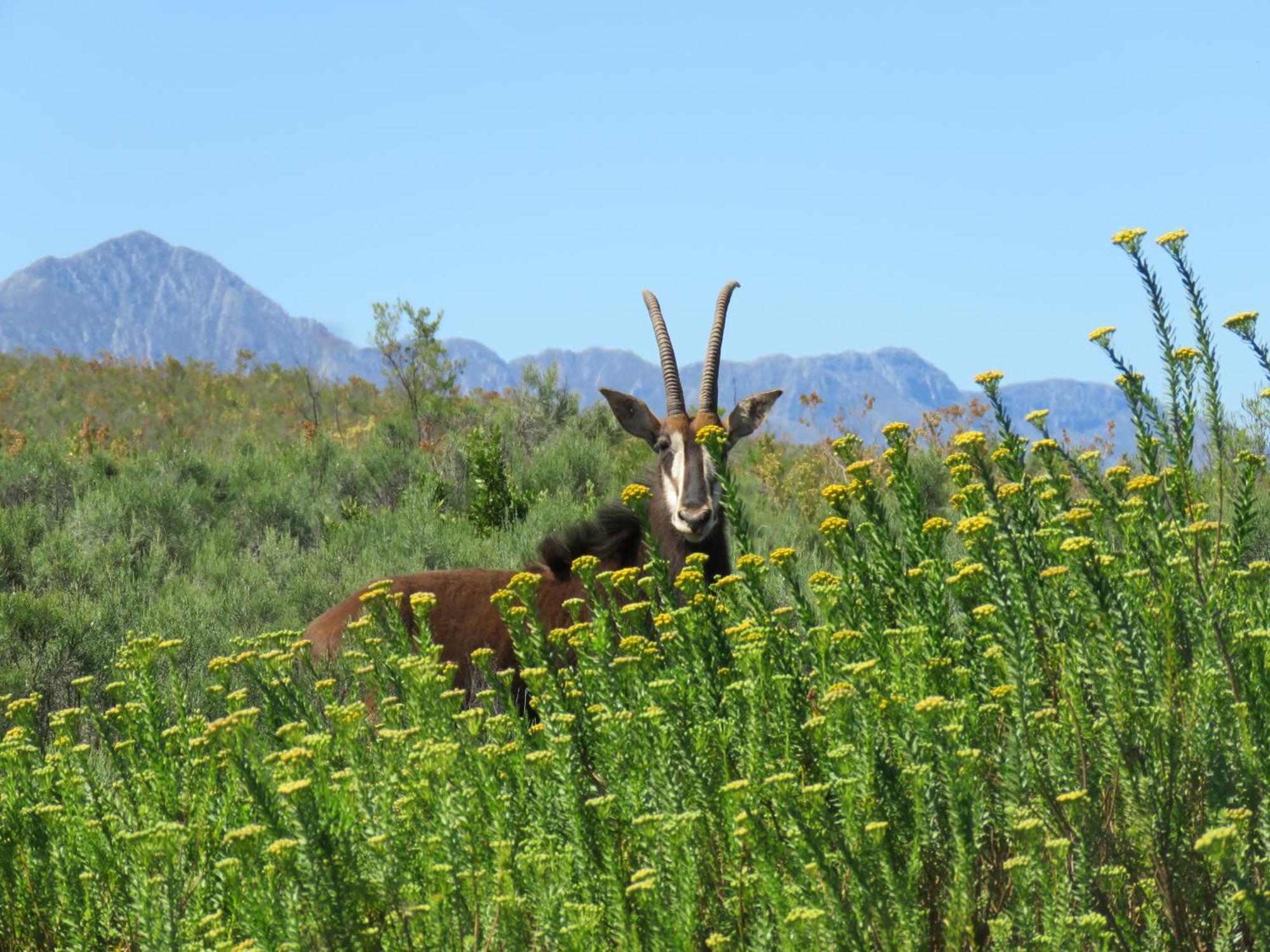 Wildehondekloof Game Lodge Matjiesrivier  Ngoại thất bức ảnh