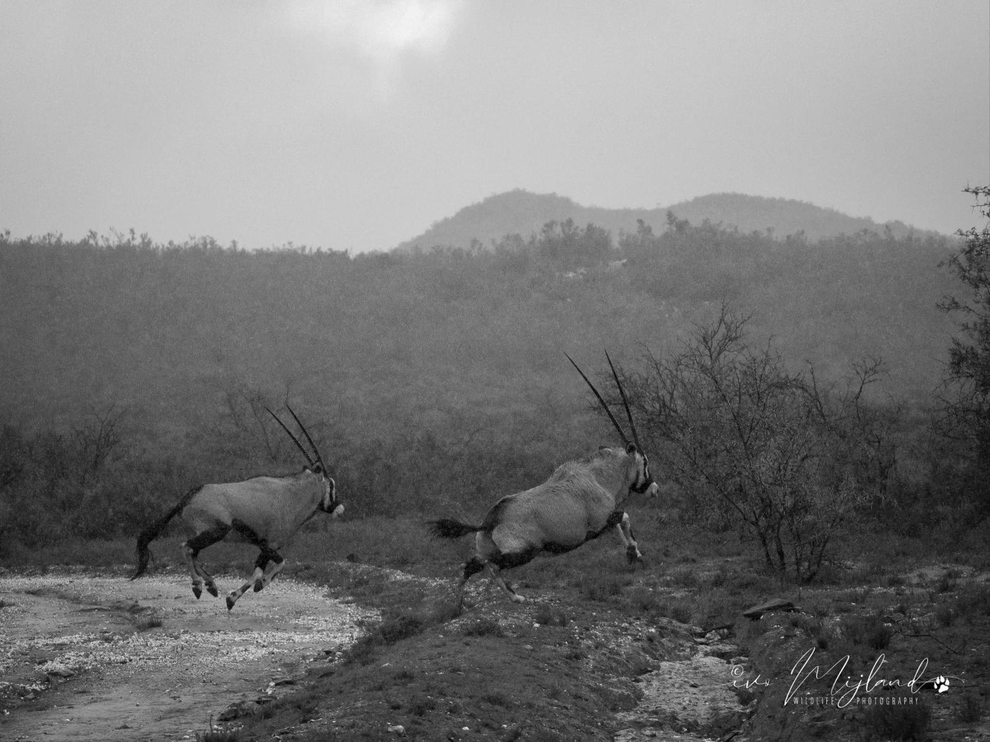 Wildehondekloof Game Lodge Matjiesrivier  Ngoại thất bức ảnh