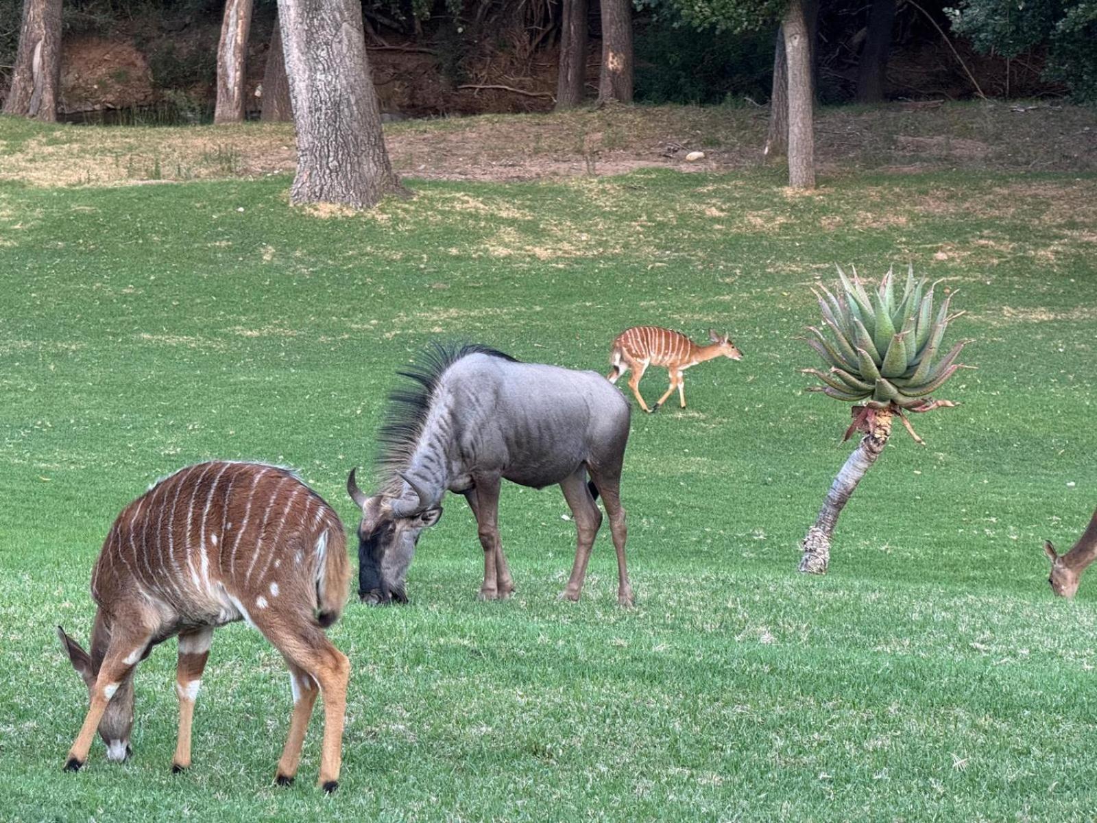 Wildehondekloof Game Lodge Matjiesrivier  Ngoại thất bức ảnh