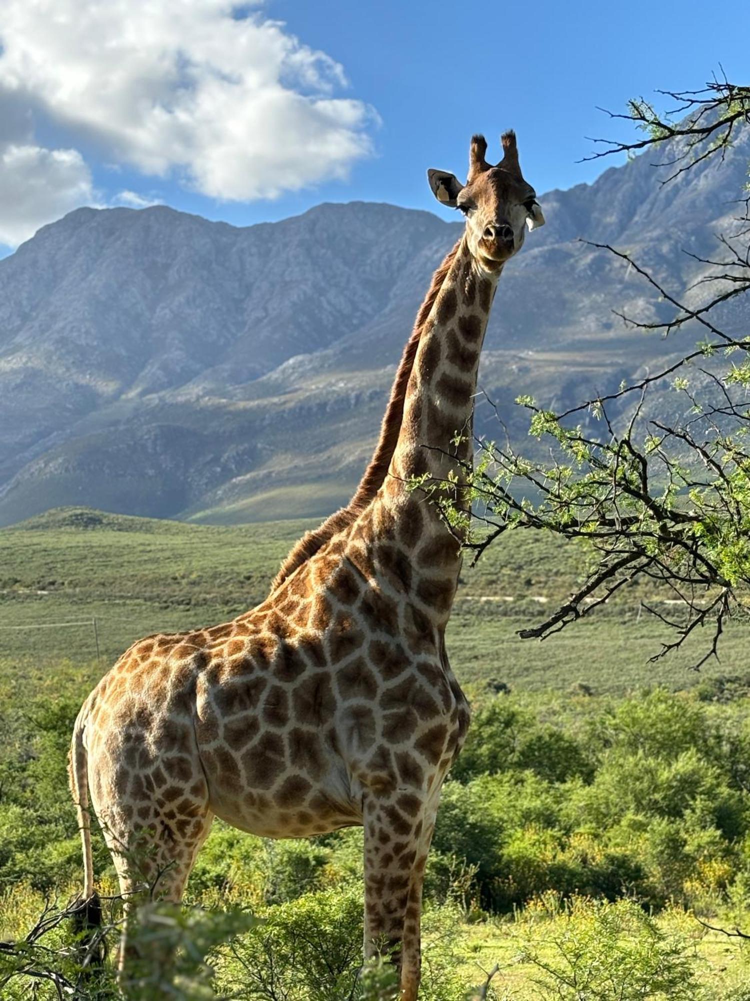 Wildehondekloof Game Lodge Matjiesrivier  Ngoại thất bức ảnh