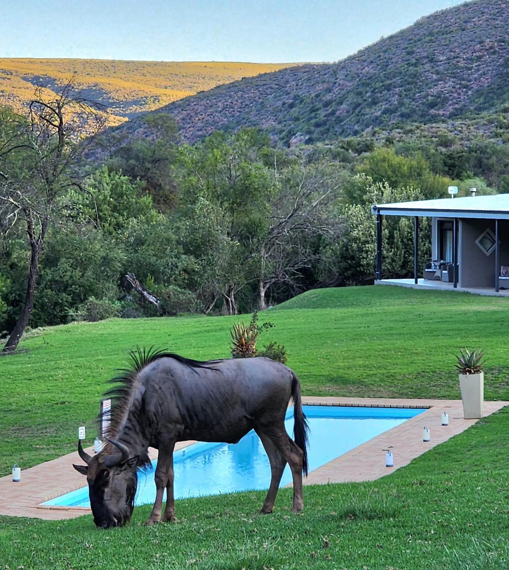Wildehondekloof Game Lodge Matjiesrivier  Ngoại thất bức ảnh