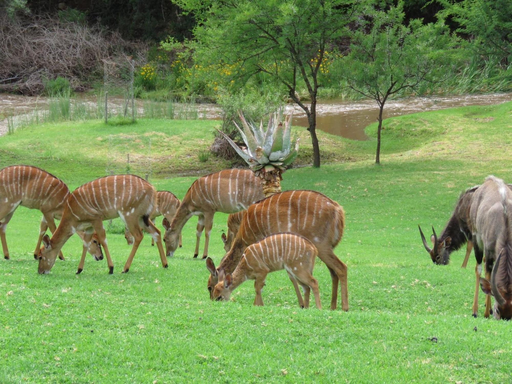 Wildehondekloof Game Lodge Matjiesrivier  Ngoại thất bức ảnh